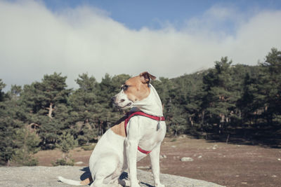 Dog looking at trees against sky