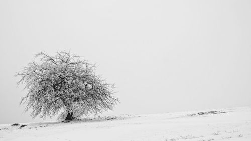 Tree on snow covered field against clear sky