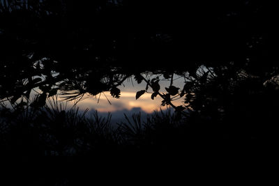 Silhouette trees against sky at night