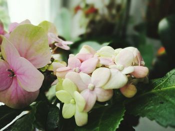 Close-up of pink flowers