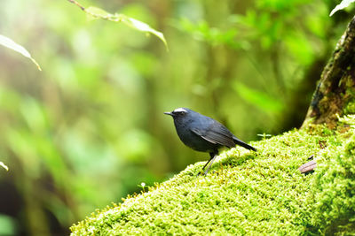 Close-up of bird perching on a plant