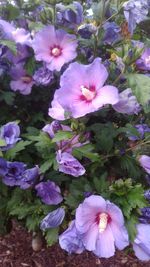 Close-up of purple flowering plants