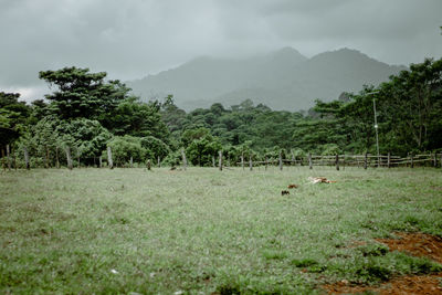 Scenic view of trees on field against sky