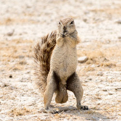 Portrait of a squirrel