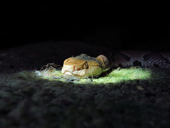 Lizard on grass at night