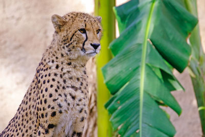 Close-up of cheetah by banana leaf