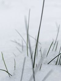 Close-up of snow on field during winter