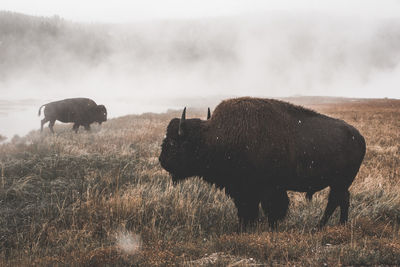American bison in the fog