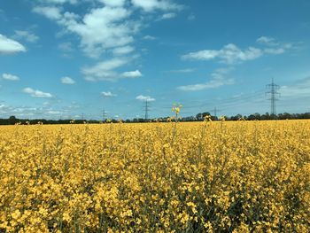 Scenic view of oilseed rape field against sky