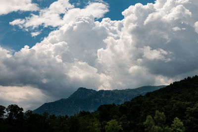 Low angle view of trees against sky