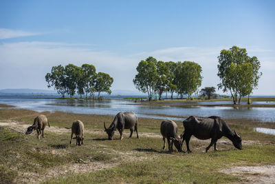 Horses grazing on field against sky