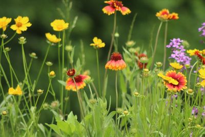 Close-up of flowering plants on field