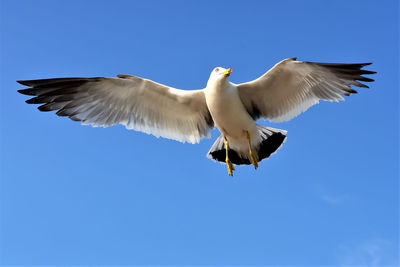 Low angle view of seagull flying against clear blue sky