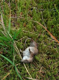 Animal grazing on grassy field