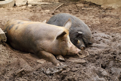 High angle view of animal sleeping on land