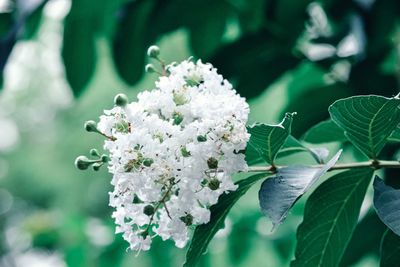 Close-up of white flowering plant