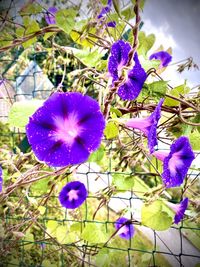 Close-up of purple flowering plants