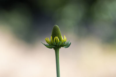 Close-up of green plant