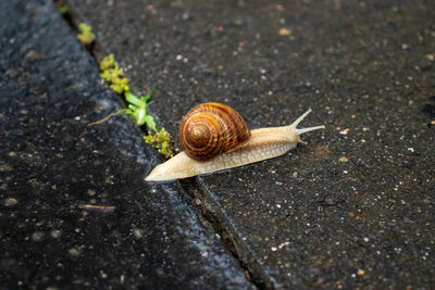 Close-up of snail on road