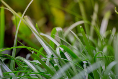 Close-up of grass growing in field