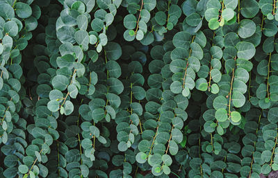 Full frame shot of plants