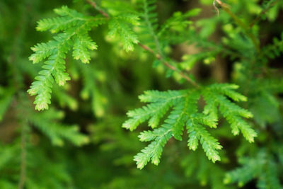 Close-up of green leaves