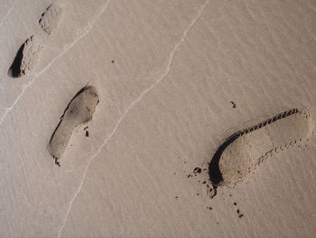 High angle view of bird on sand at beach