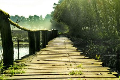 Wooden footbridge in forest