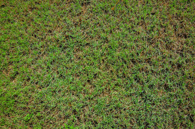 Full frame shot of fresh green field