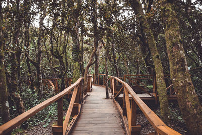 Wooden footbridge amidst trees in forest