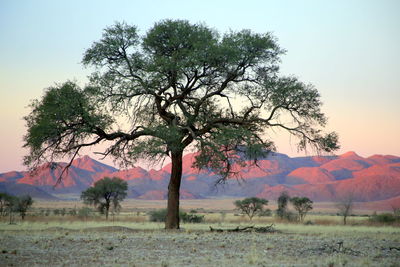 Tree on field against sky