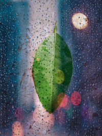 Lemon leaf stock photo