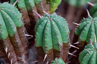 Euphorbia aggregata