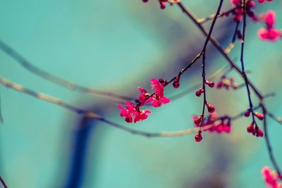 Close-up of pink flowers