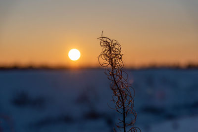 Fantastic landscape glowing by sunlight. dramatic wintry scene. kingisepp, russia, europe. beauty.