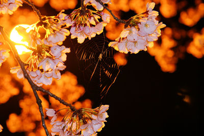 Close-up of orange flowers on tree