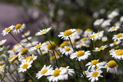 Close-up of white daisy flowers