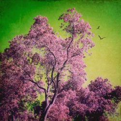 Pink flowers blooming on tree