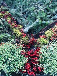 High angle view of red flowering plants