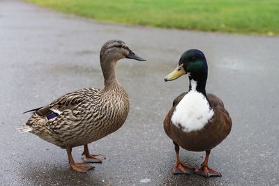 Close-up of mallard ducks