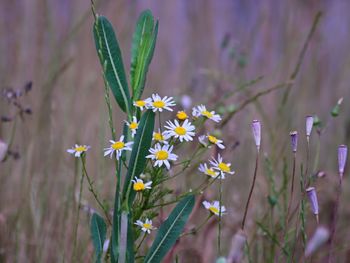 Close-up of purple flowering plant on field