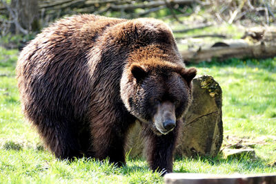 Close-up of bear