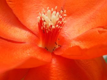 Close-up of orange day lily blooming outdoors