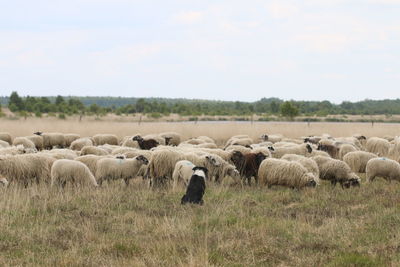 Flock of sheep on field