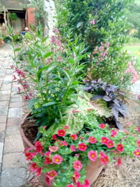 High angle view of potted plants in yard