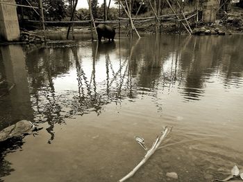 Reflection of trees in lake