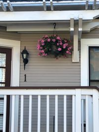 Low angle view of pink flowering plant on building