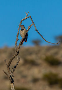 Close-up of insect on plant