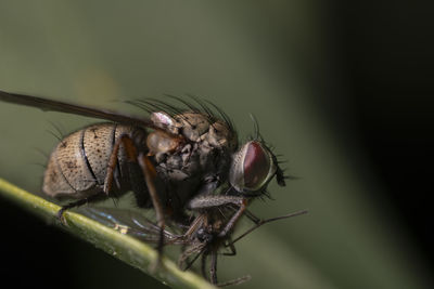 Close-up of fly