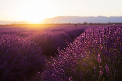 Fragrant lavender flowers at beautiful sunrise, valensole, provence, france, close up